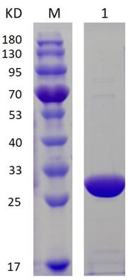 12% SDS-PAGE analysis profiles of purified scFv B (CBB stained).